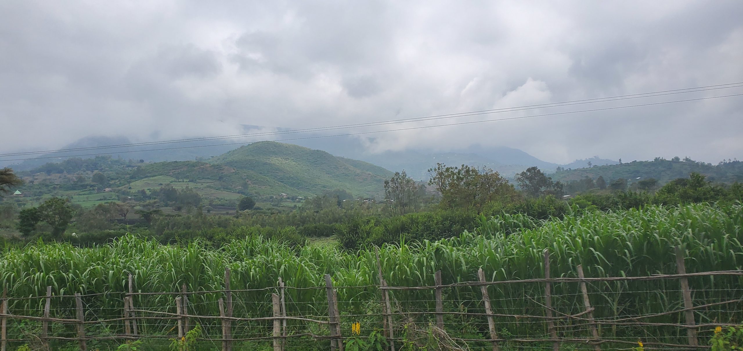 A field of green plants with mountains in the background and a wooden fence in the foreground