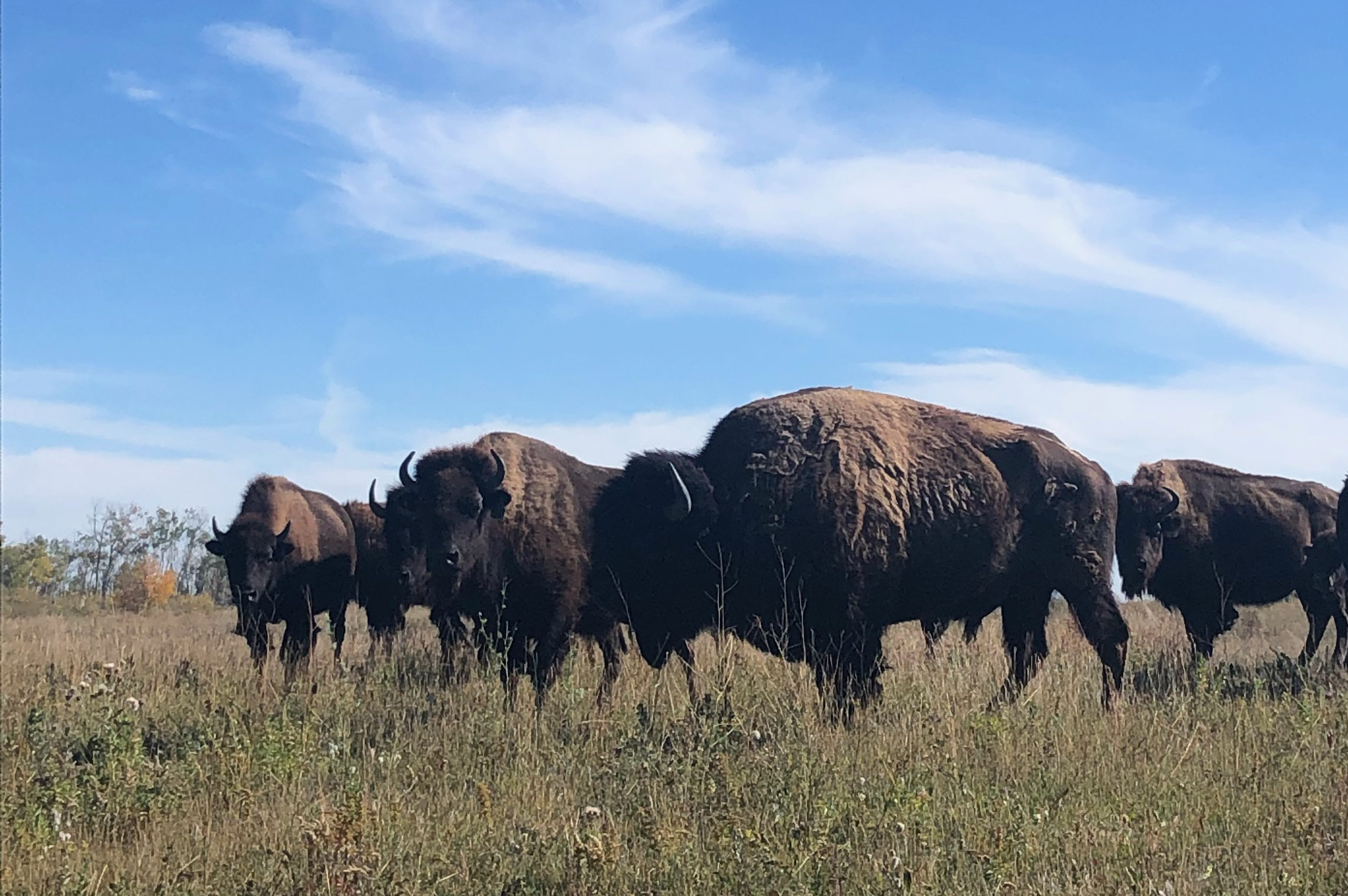 Bring Back the Buffalo - Tearfund Canada Reconciliation Project