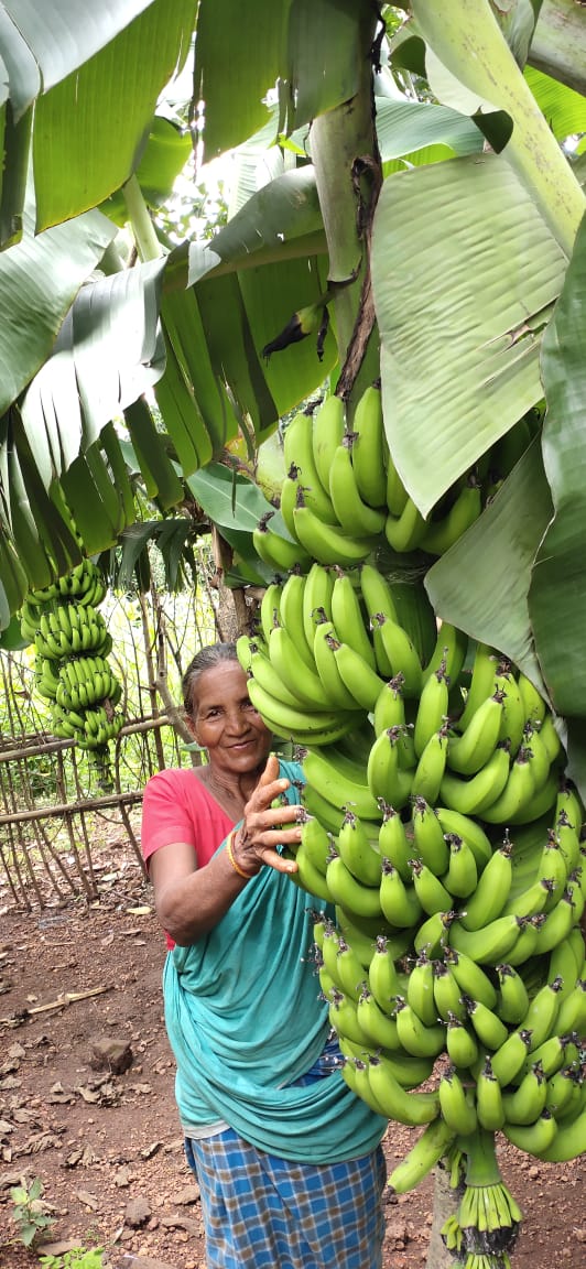 A woman with her banana tree and a large bunch of green bananas