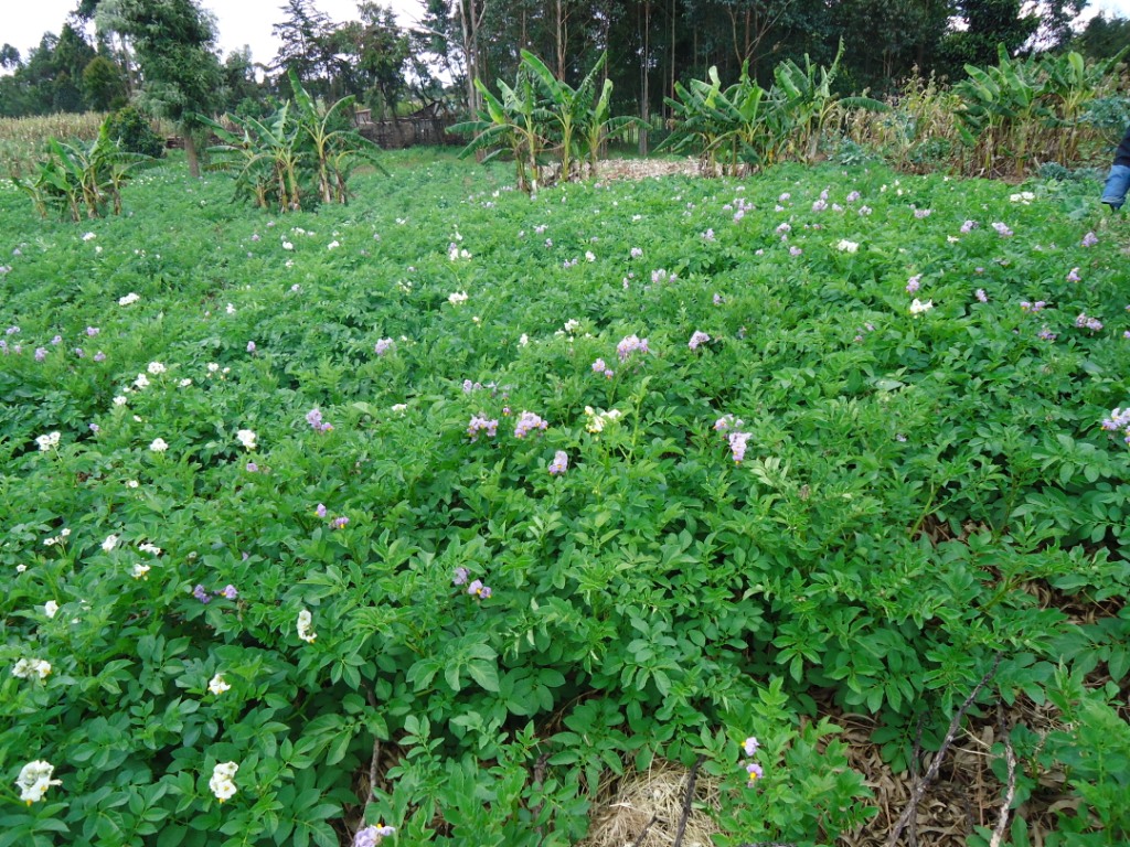 A potato plot grown using Conservation Agriculture