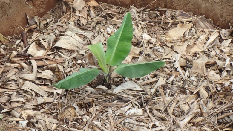 A small banana plant on the ground