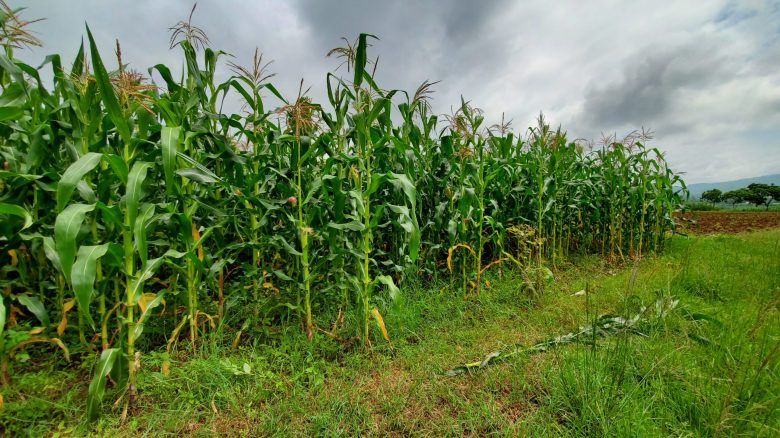A field of tall corn