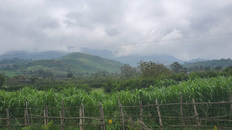 A field of green plants with mountains in the background and a wooden fence in the foreground