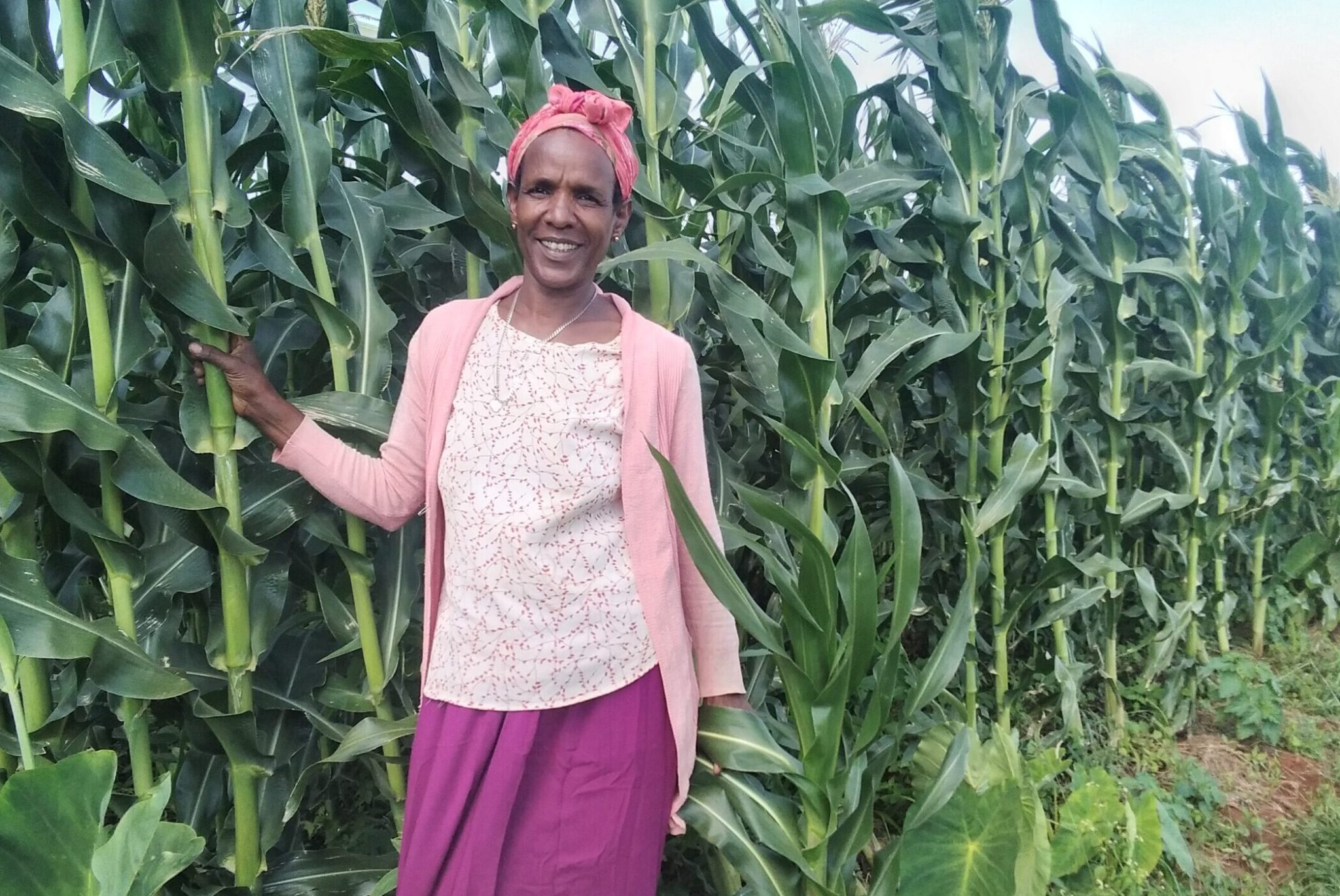 Hobicha Bolla wanche kebele Semayat Kachara