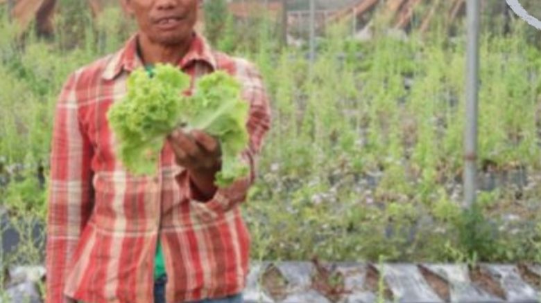 A man smiling at the camera while holding the lettuce he grew in the Philippines
