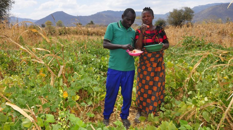 Photo # 2; Mussa and his wife on the CA farm that grew Millet with lab lab (Millet was already harvested)