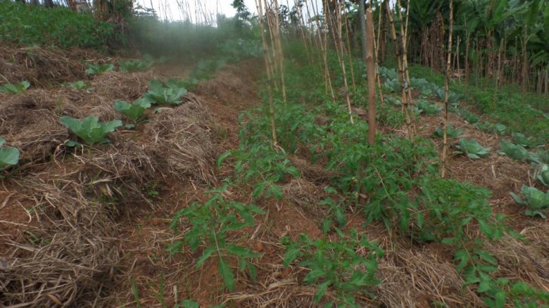 A field of bamboo, trees, and green plants on the ground