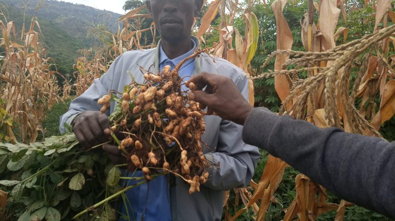 Zara kebele Ato masine mangasha ground nut CA yield